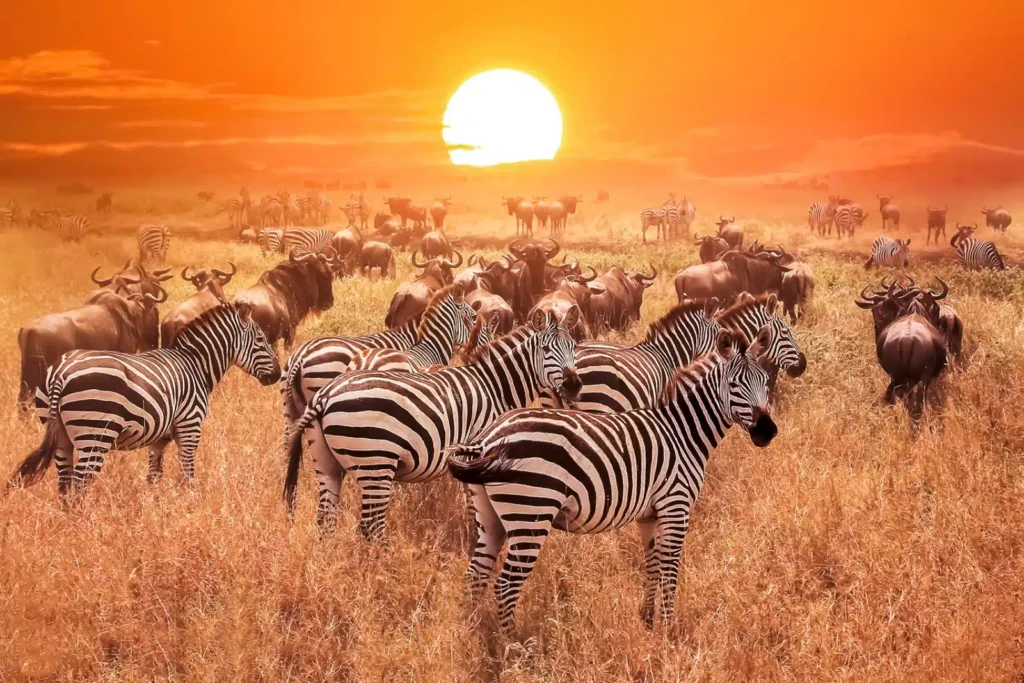tanzania 1.jpg