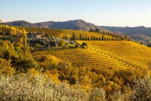 colli orientali del friuli