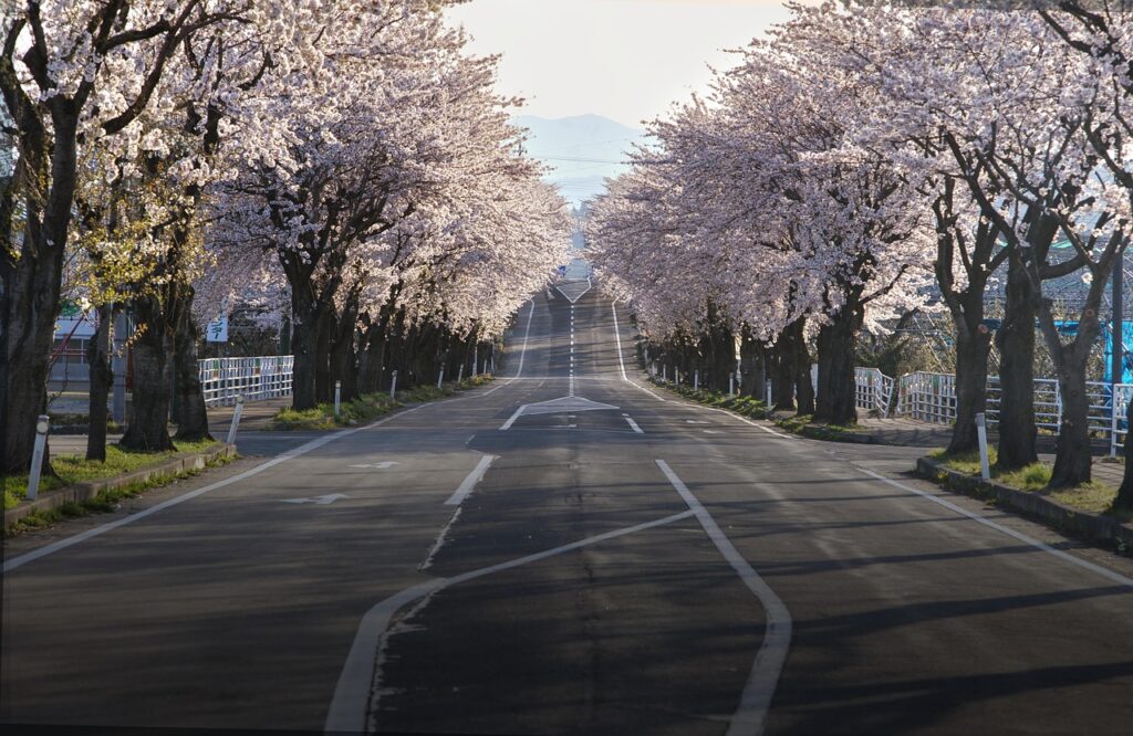 cherry blossoms, nature, road, japan, sakura, travel, landscape, spring