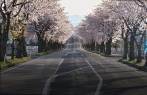 cherry blossoms, nature, road, japan, sakura, travel, landscape, spring
