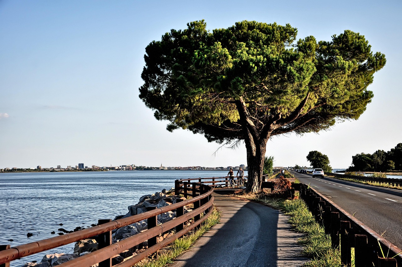 tree, sea, bicycle path, landscape, ocean, water, nature, sky, dam, evening, cycling, tourism, pine, italy grado, alpen adria, dam, dam, dam, dam, dam