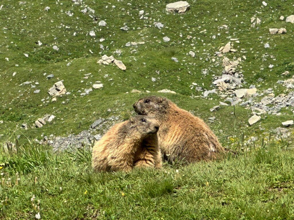 marmotte