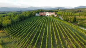 Arte del gusto in Friuli Venezia Giulia Dji Fly 20240806 191756 82 1722966159506 Photo Optimized 1500x844.jpg 300x169